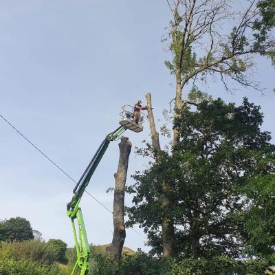 Rob hughes tree surgery and landscaping Llanidloes Networking Wales